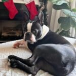 The Tale of Boston Terrier Tails