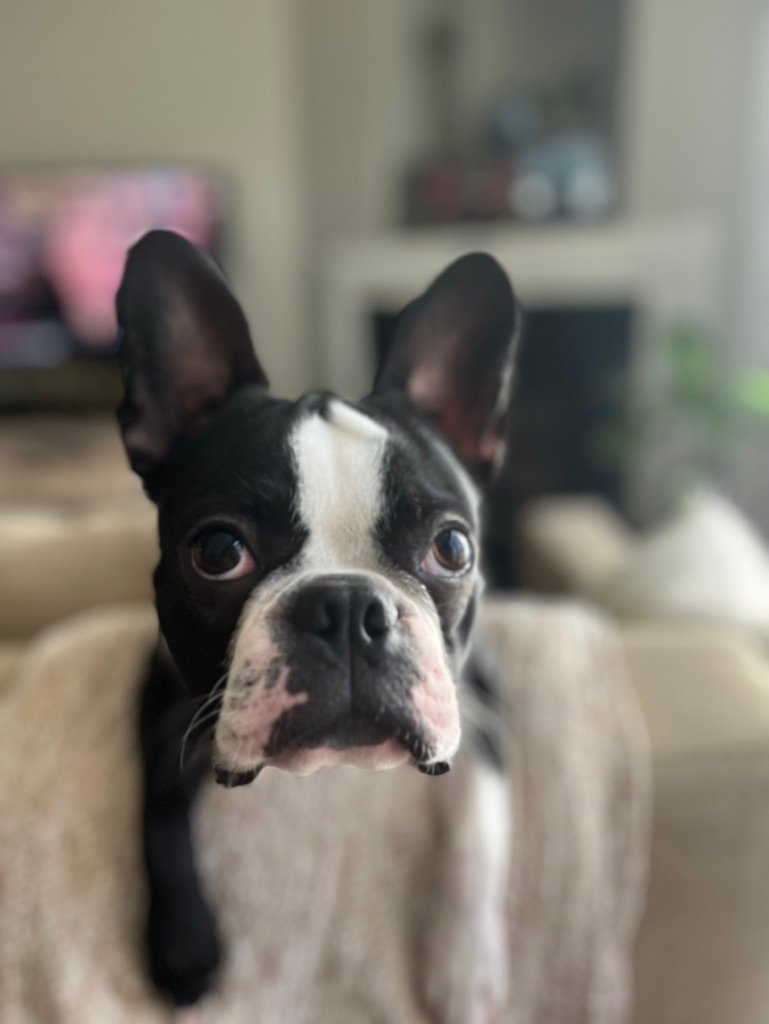 Portrait picture of Boston terrier