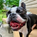Boston Terrier Oral Health – Cleaning Teeth Made Easy