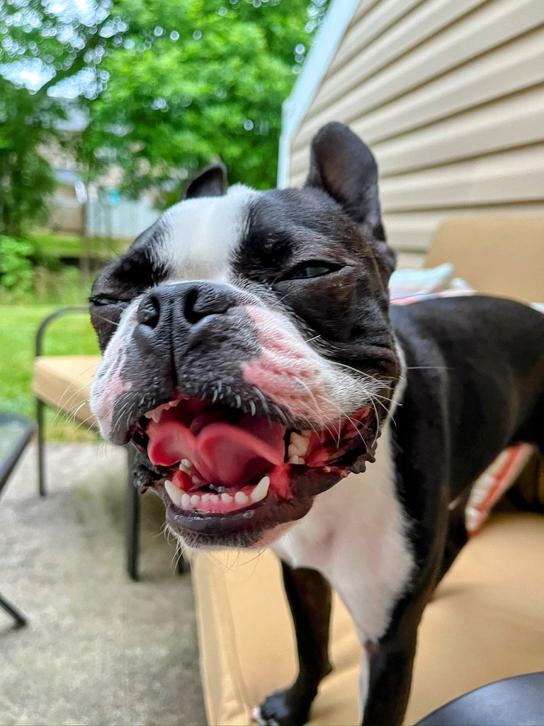 Boston Terrier Oral Health – Cleaning Teeth Made Easy