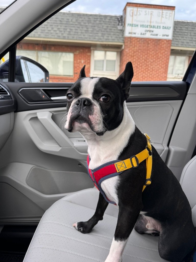 Boston terrier in the car
