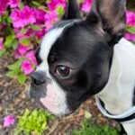 The World of Black and White Boston Terriers