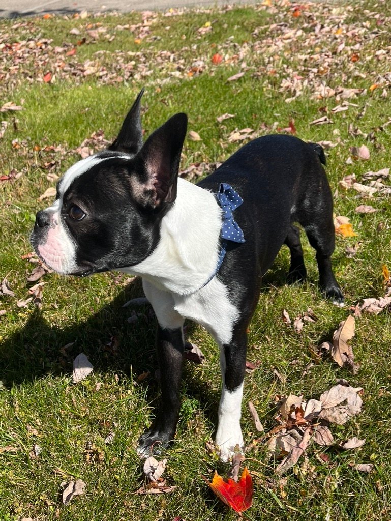 What Does It Mean When a Boston Terrier Starts Wagging Its Tail?