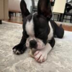 How Often to Trim Boston Terrier Nails