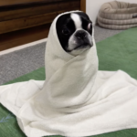 How To Give a Bath to Your Boston Terrier