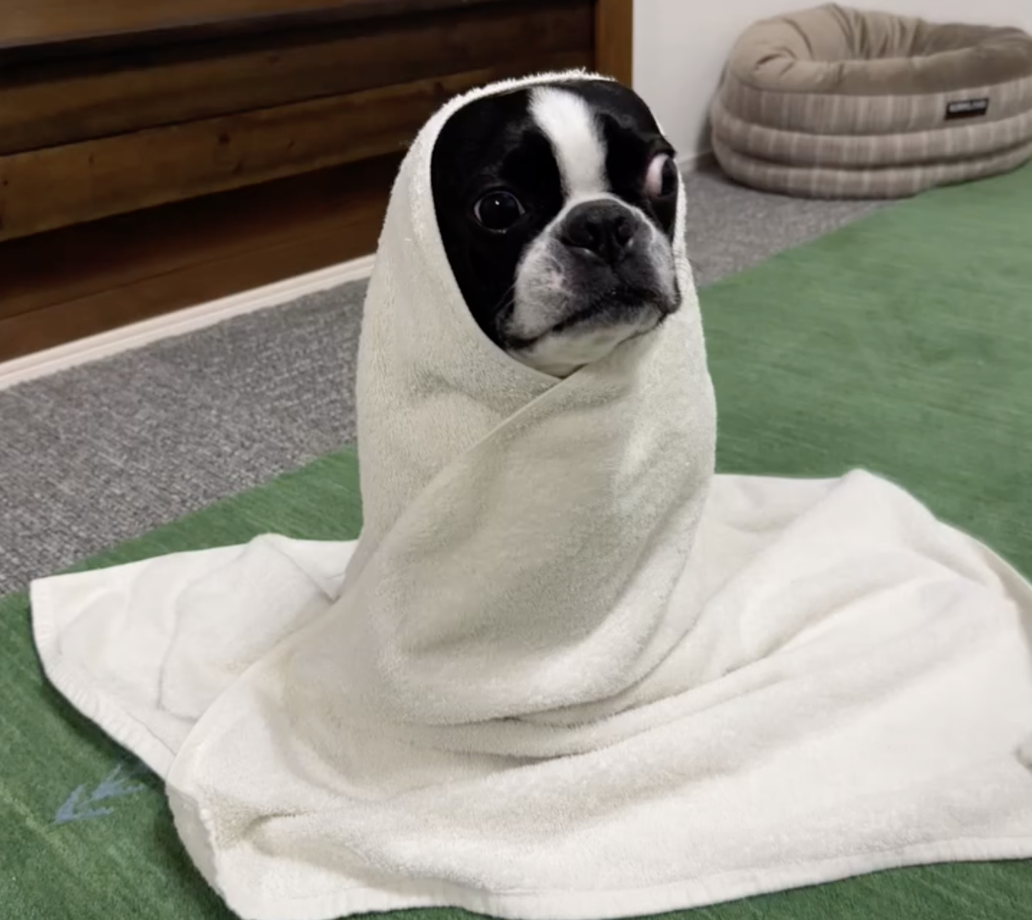Boston terrier after bath