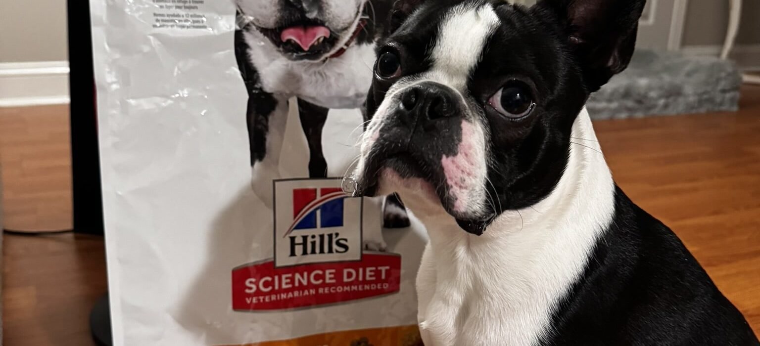 Best Food for Boston Terriers TOP 5 Suggetstions