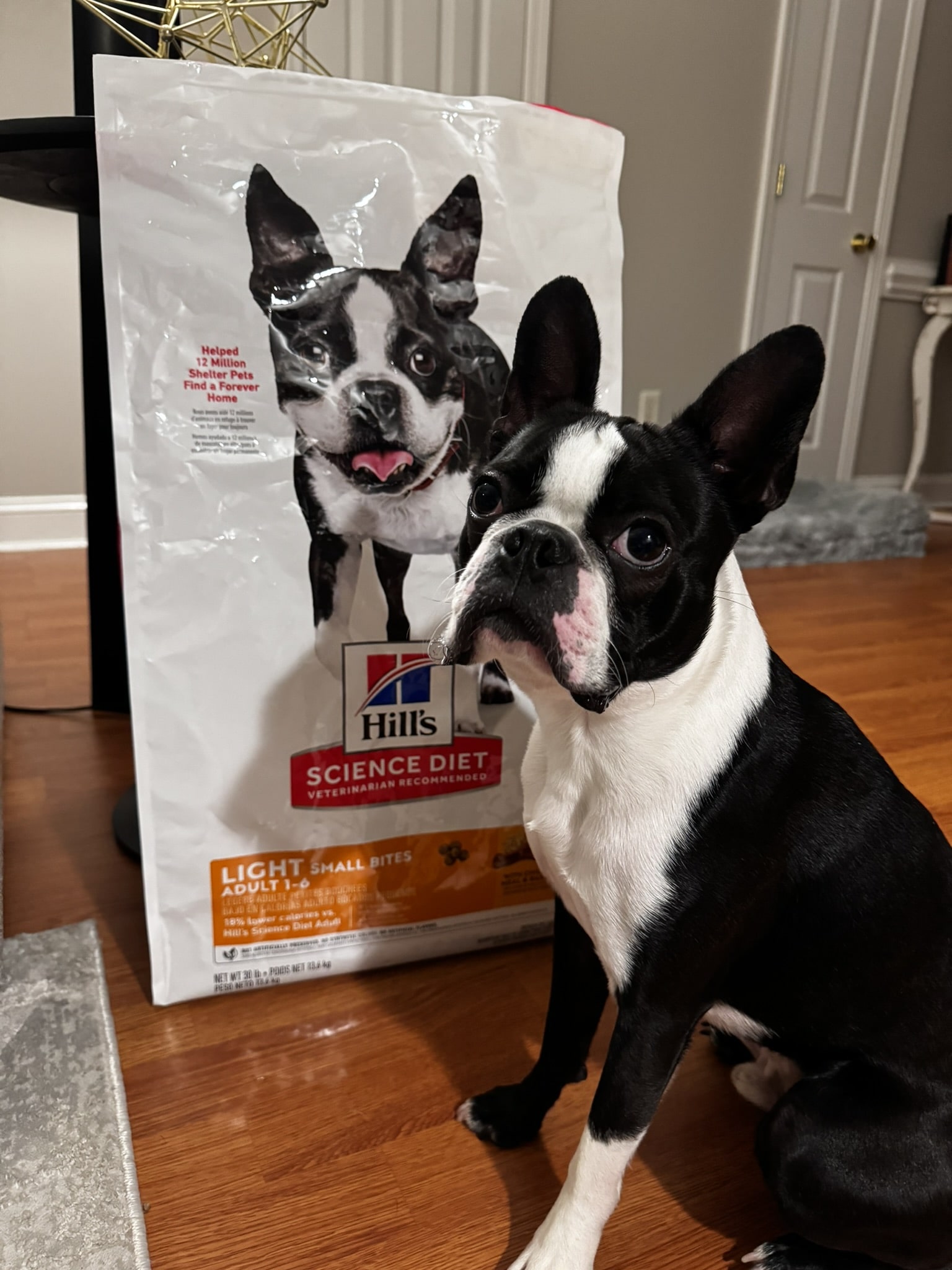 French Bulldog Best Dog Food For Boston Terrier Puppies Buy Best Dog Food  For Boston Terrier Puppies On Sale