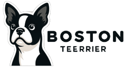 Boston Terrier Blog