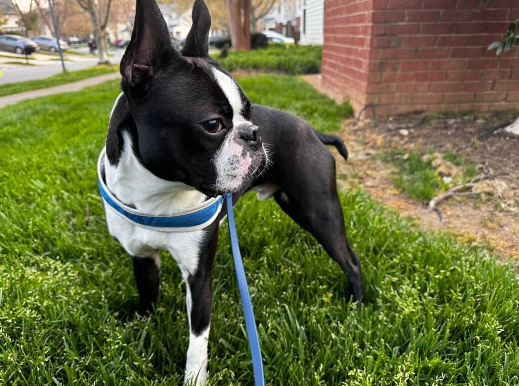 Top 5 facts about boston terrier