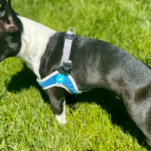 Boston Terriers Size: From Small To Medium