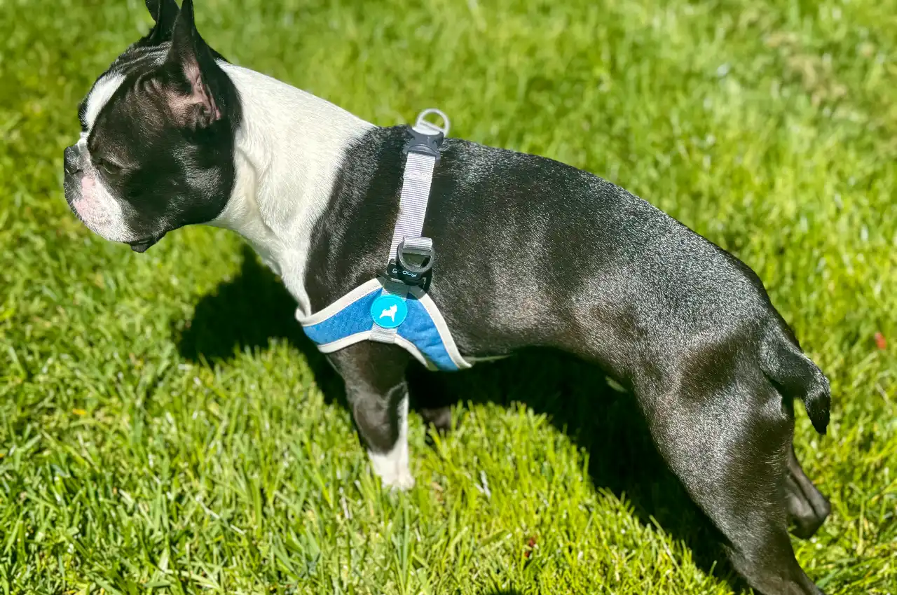 Boston Terriers Size: From Small To Medium