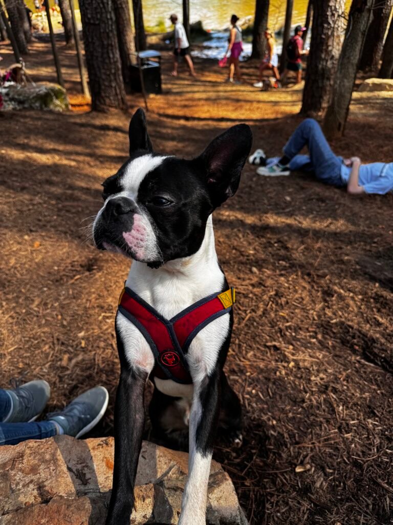 boston terrier in park