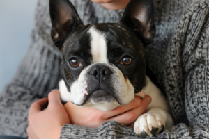Why Boston Terriers Are The Best Dogs