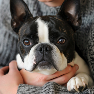 Why Boston Terriers Are The Best Dogs
