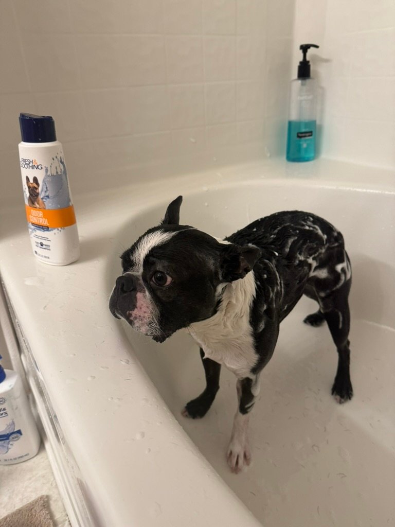 Boston Terrier taking bath