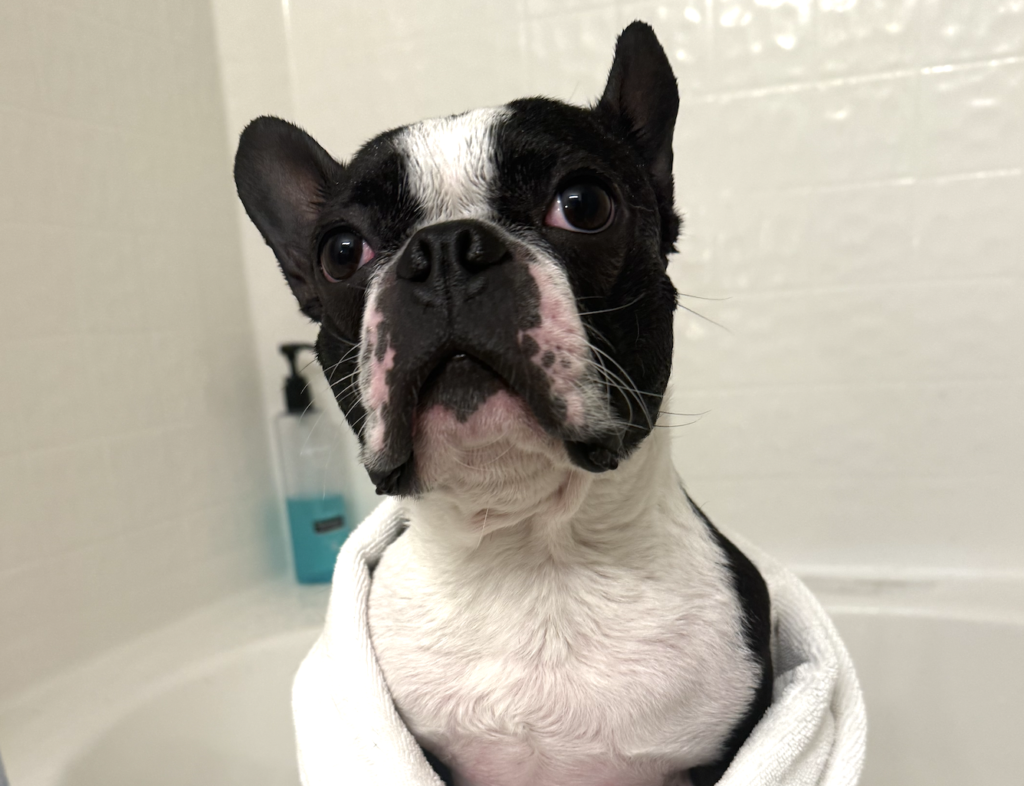 Boston Terrier Smell So Bad After a Bath