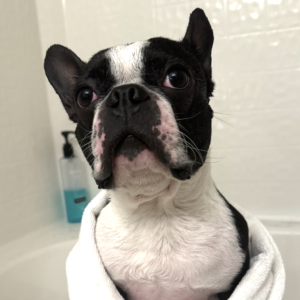 Why Does My Boston Terrier Smell So Bad After a Bath?