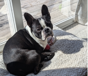 Why Is My Boston Terrier Sneezing? 5 Possible Reasons