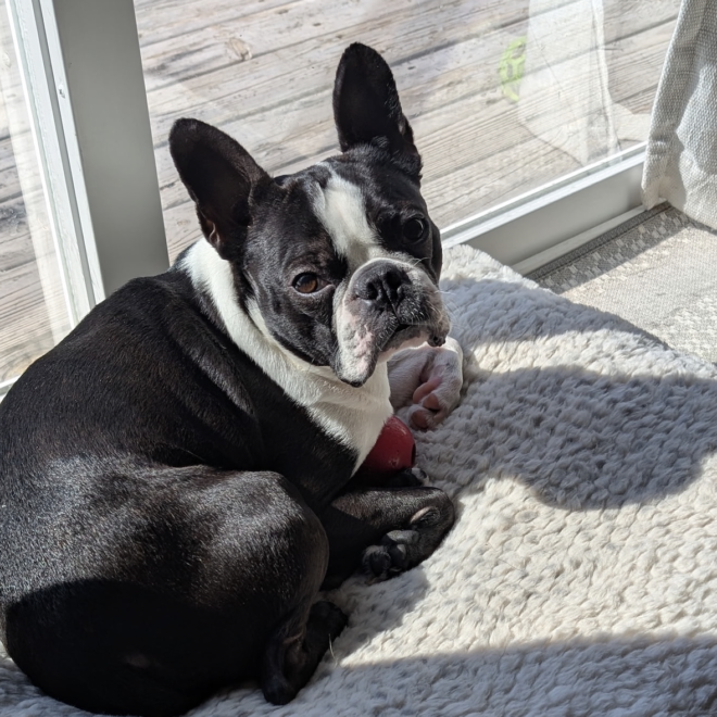 Why Is My Boston Terrier Sneezing? 5 Possible Reasons