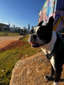 Top US Cities With the Highest Boston Terrier Population (2025 Data)