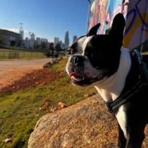 Top US Cities With the Highest Boston Terrier Population (2025 Data)