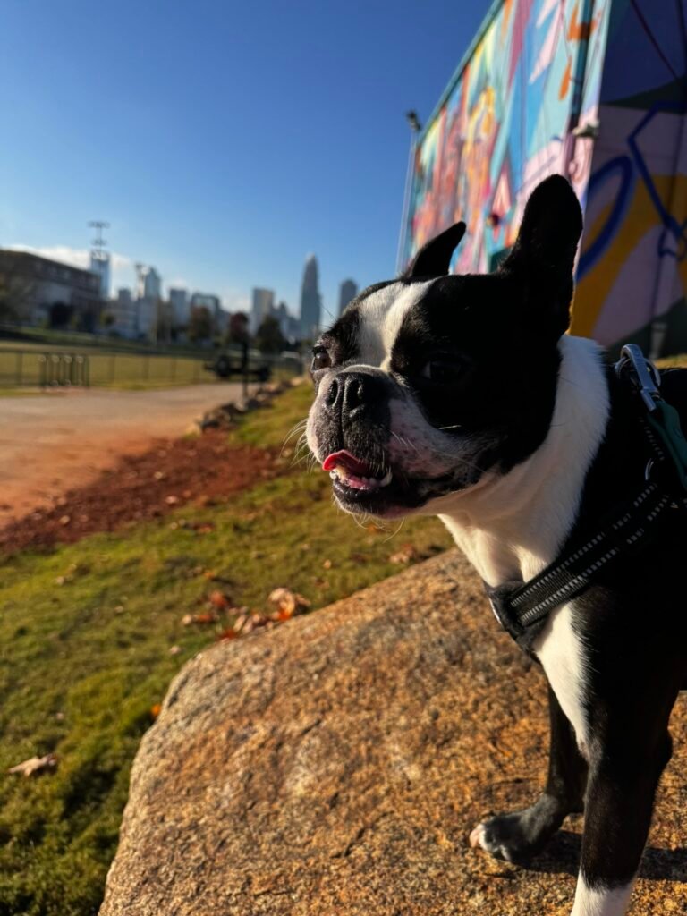 Top US Cities With the Highest Boston Terrier Population (2025 Data)