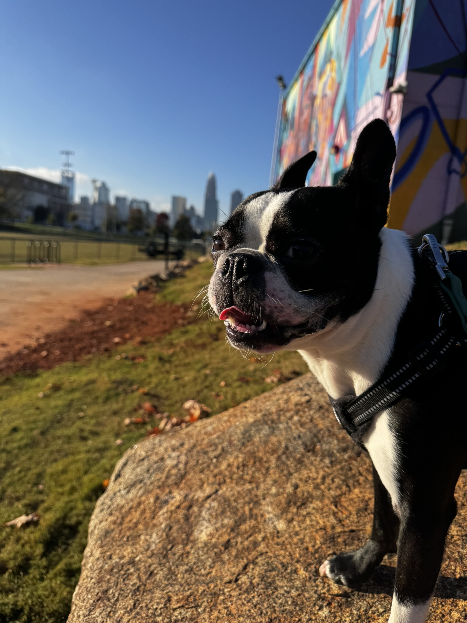 Boston terrier city dog