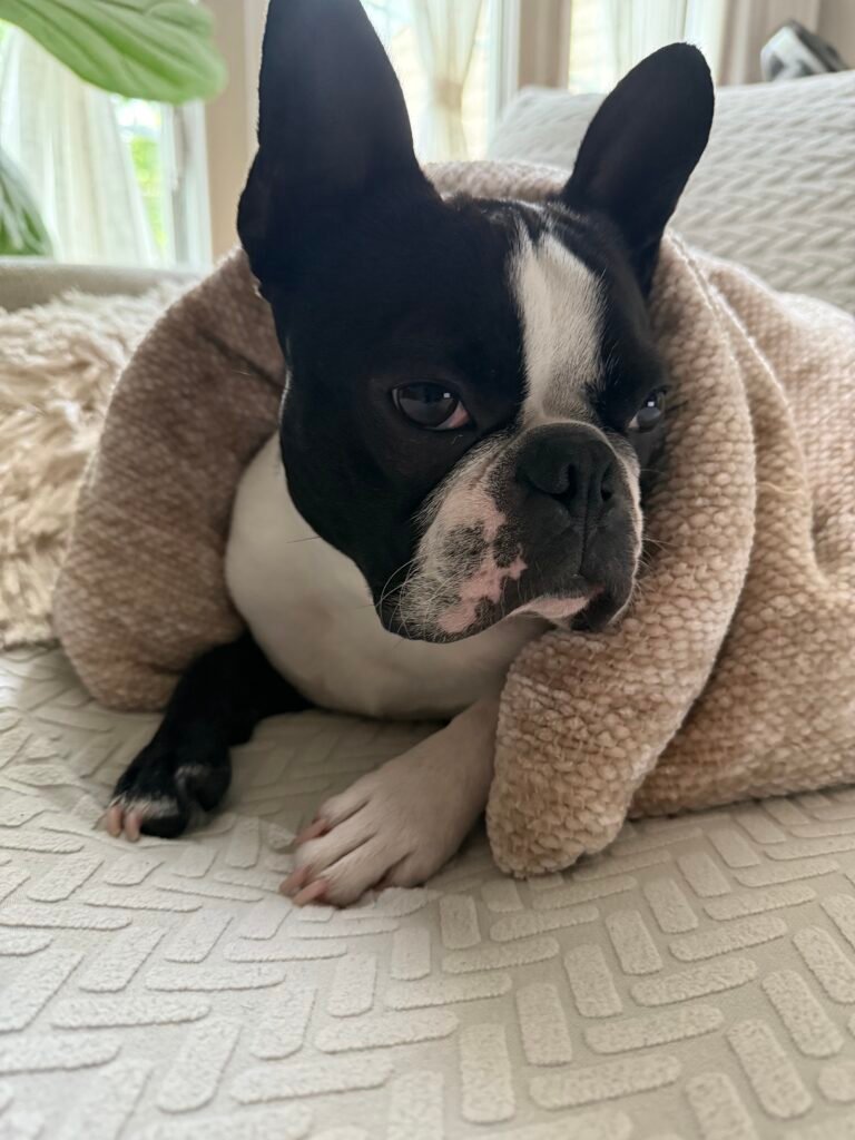 Boston Terrier relaxing at home