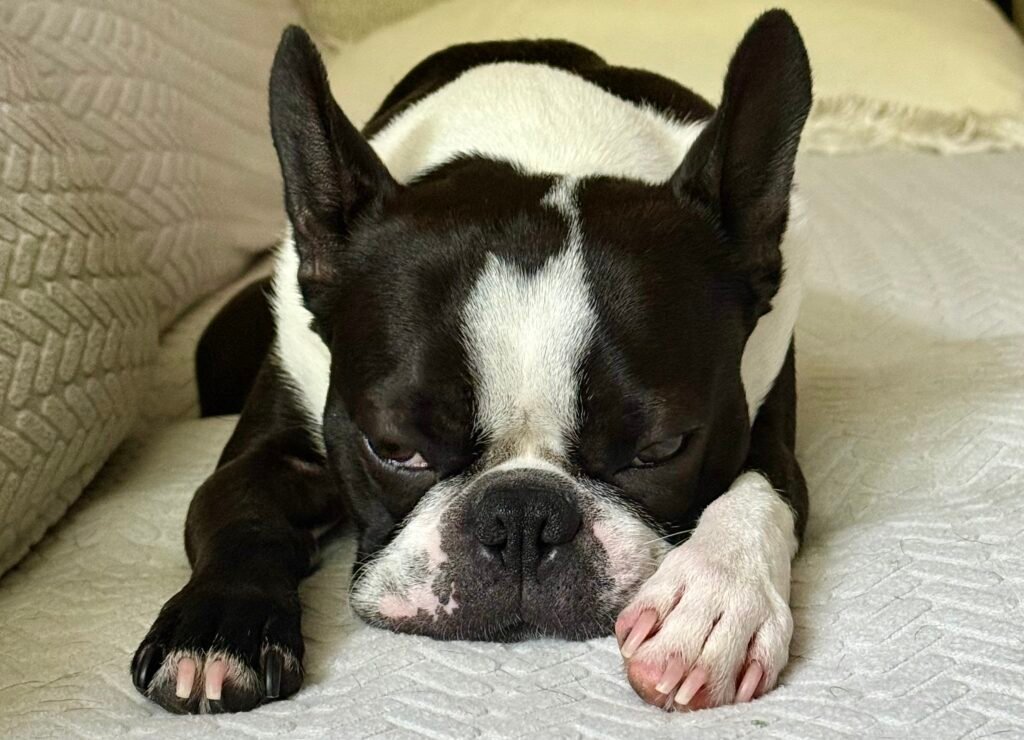 Dumpling is sad