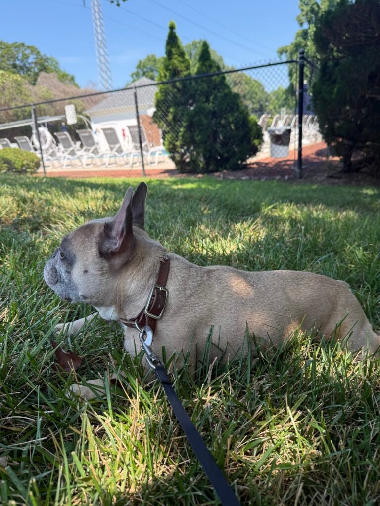 French Bulldog enjoying the outdoors