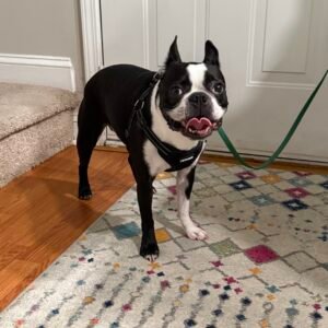 Potty Training Regression in Boston Terriers: Why It Happens and How to Get Back on Track