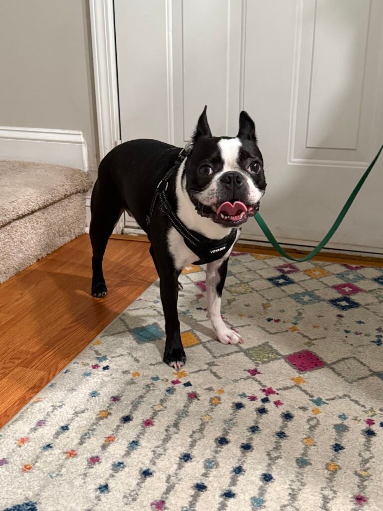 Potty Training Regression in Boston Terriers