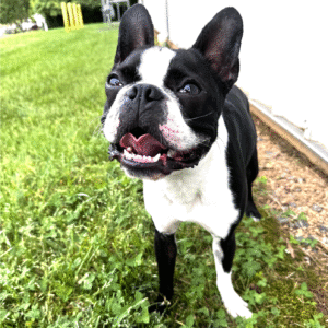 Boston Terrier Coat Colors
