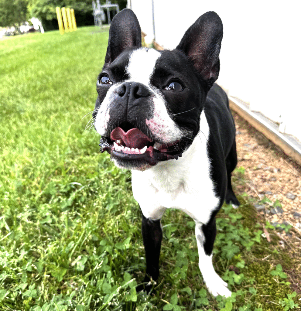 Black and White Boston Terrier