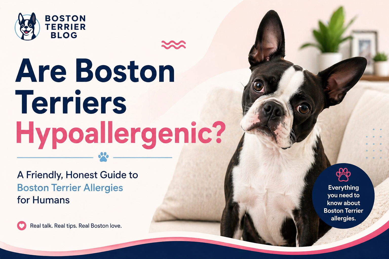 Are Boston Terriers Hypoallergenic? A Friendly, Honest Guide to Boston Terrier Allergies for Humans