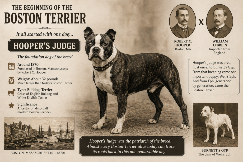 Early Boston Terrier history tracing the breed back to Hooper's Judge